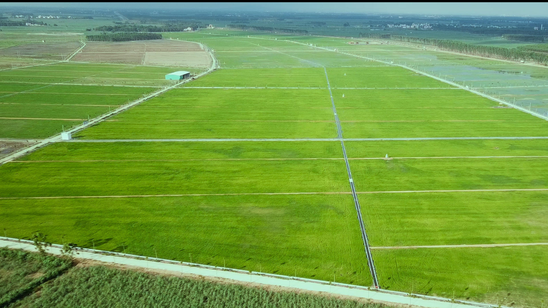 绿油油一片水稻田 4K航拍视频的预览图