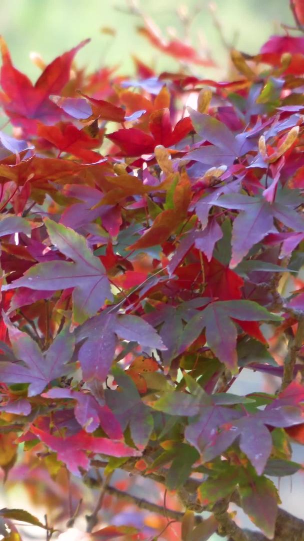 秋天红枫的实拍视频的预览图