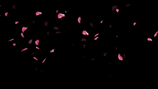 4K玫瑰花飘落动画元素视频的预览图