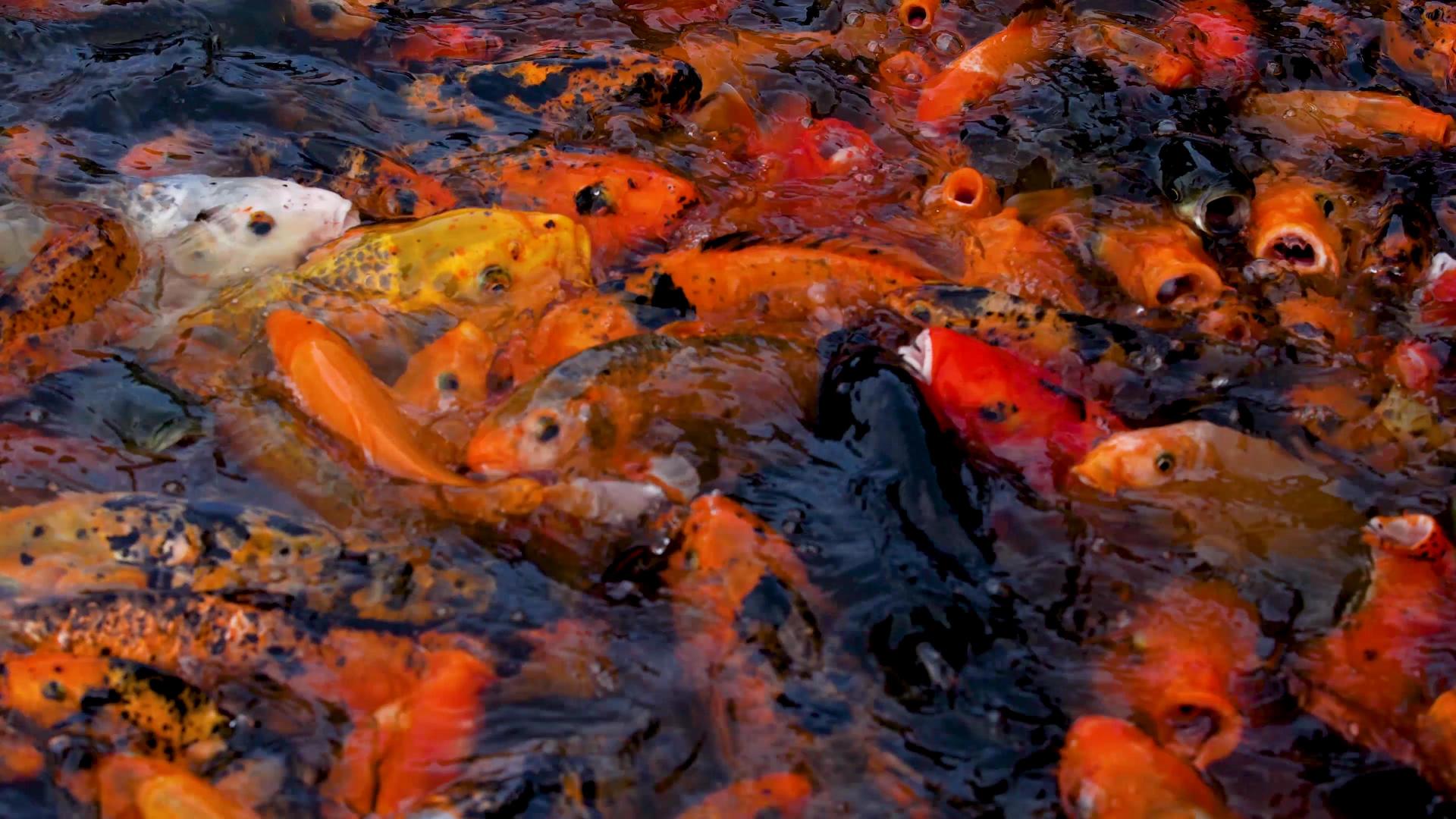 水池里的金鱼锦鲤觅食视频的预览图