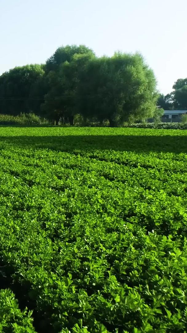 新农村蔬菜芹菜种植基地航拍视频的预览图