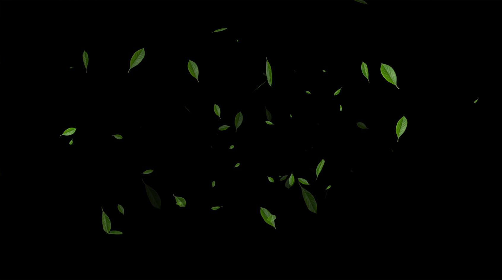 4K绿叶飘落粒子元素带透明度通道视频的预览图