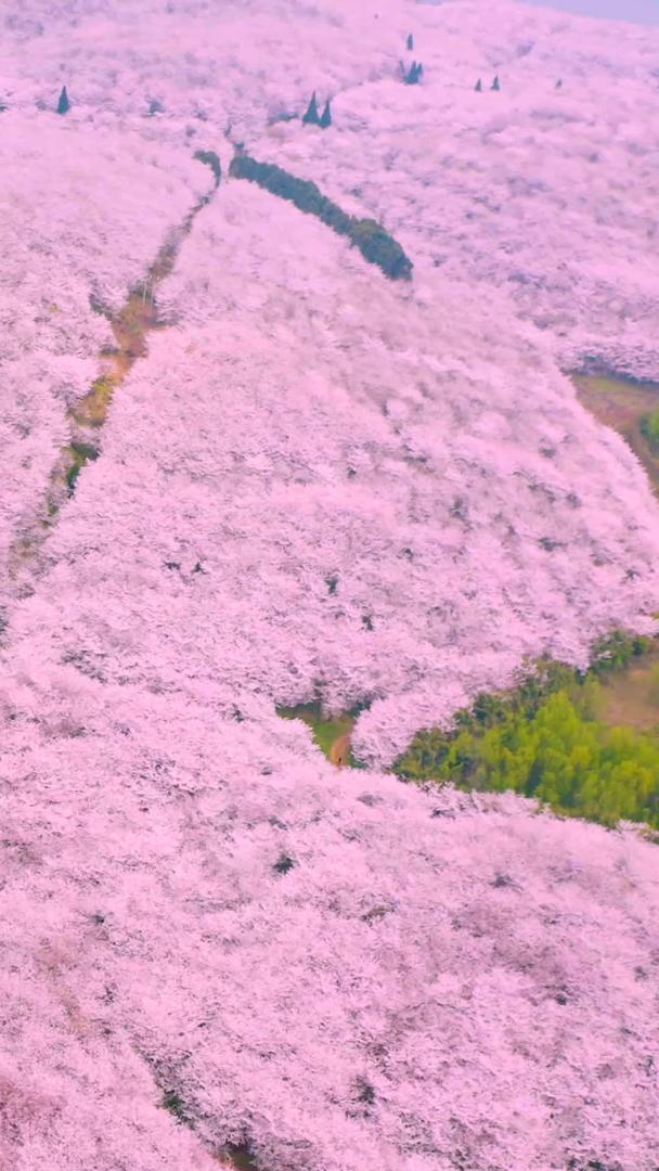 樱花园航拍视频的预览图
