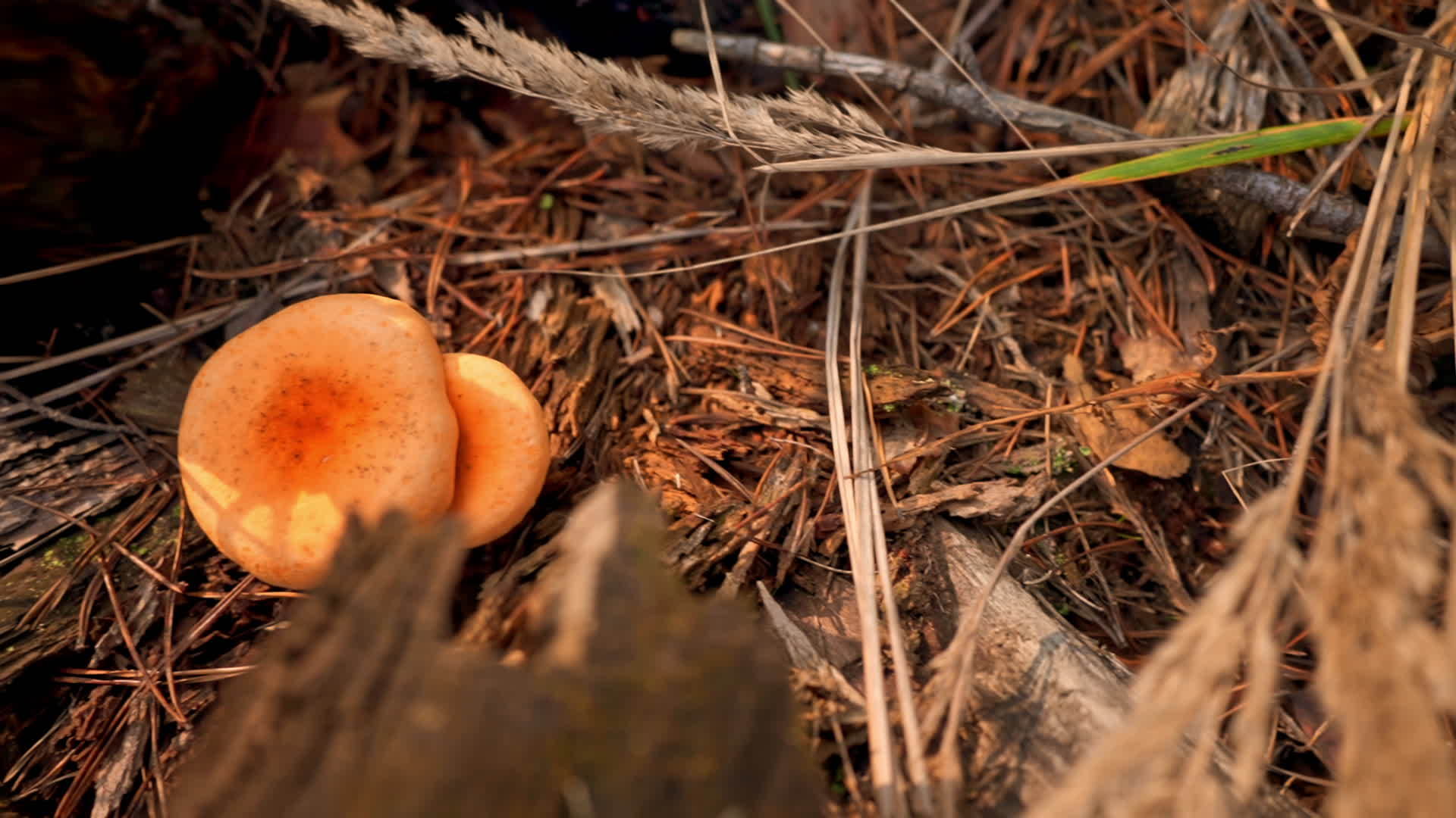 蘑菇从木头里掉下来视频的预览图