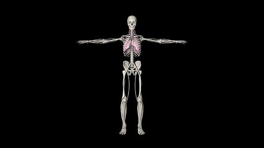 4K透明通道人体肺部内脏展示视频的预览图