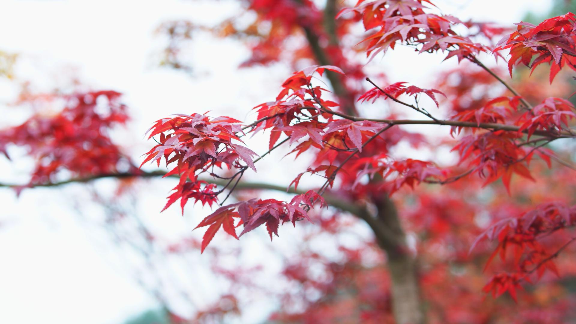4K实拍秋天红叶随微风摆动视频的预览图