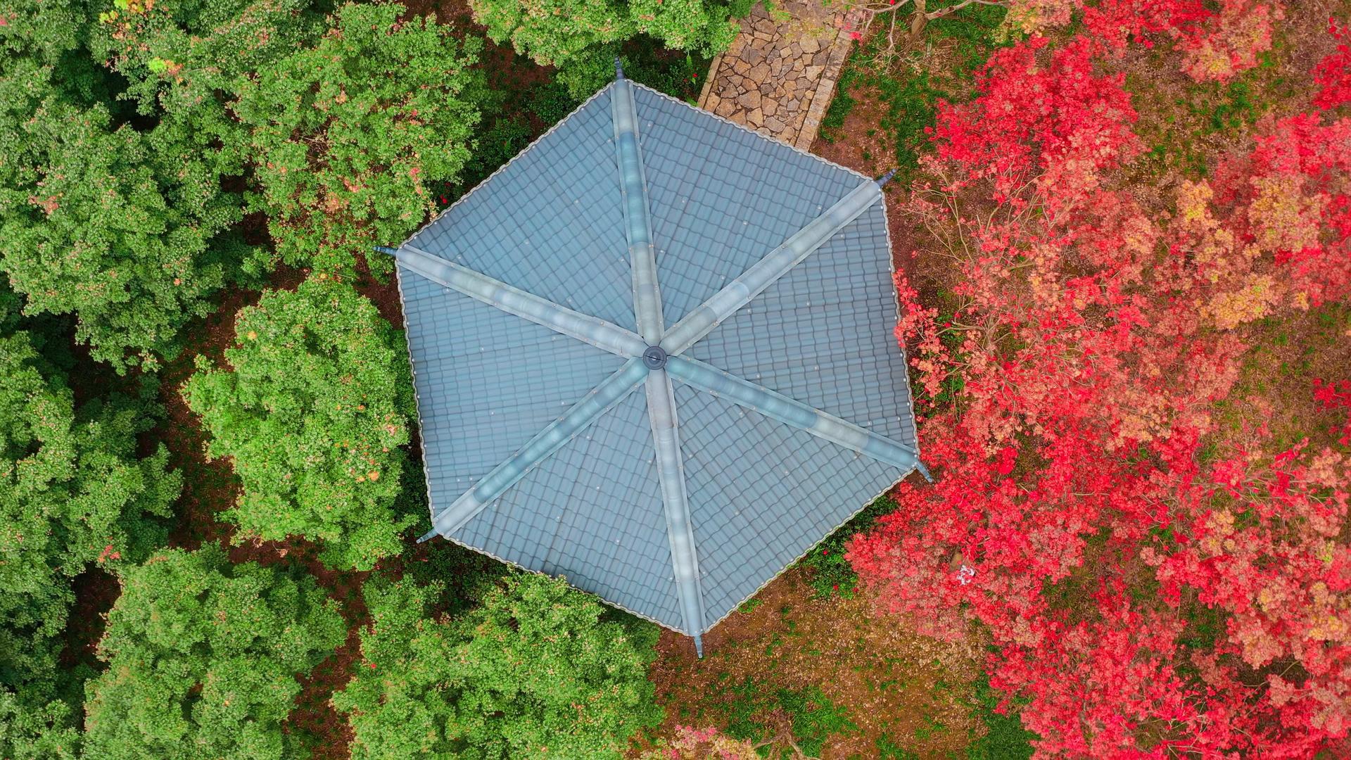 4K垂直航拍秋天红叶绿叶凉亭分界视频素材视频的预览图