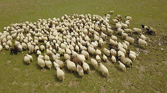 羊群视频的预览图