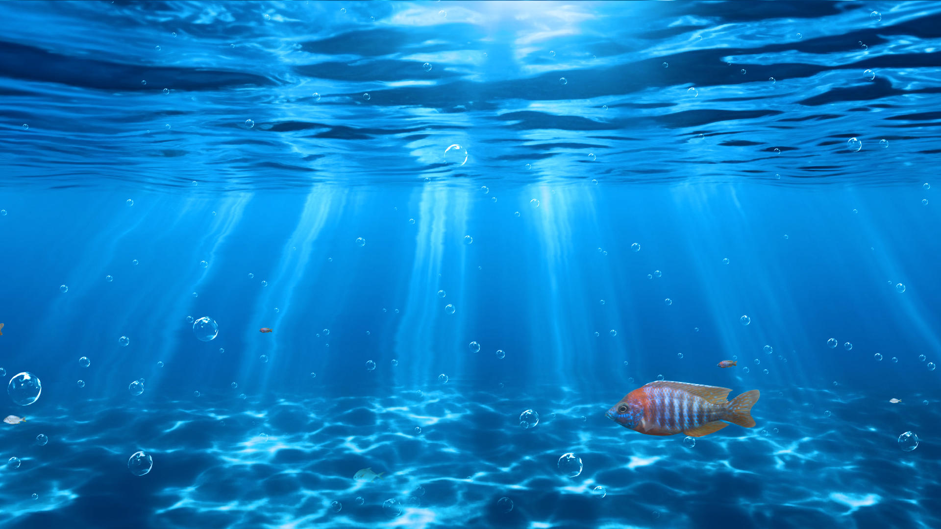 海洋动物世界背景视频视频的预览图