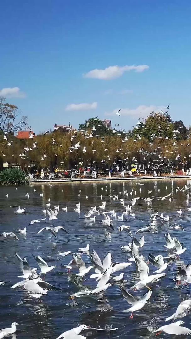 成群飞翔的海鸥视频的预览图