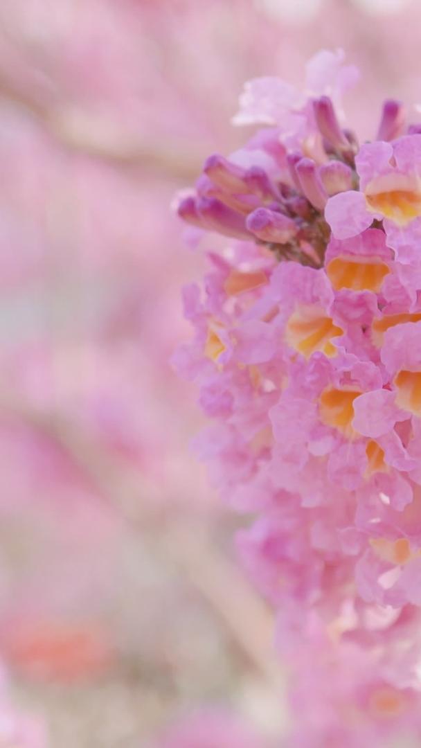 春天的小清新粉色紫花风铃木木视频的预览图