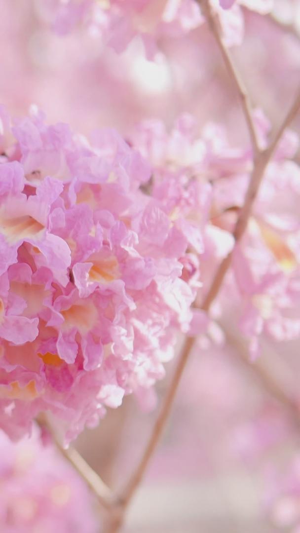 春天的小清新粉色紫花风铃木木视频的预览图