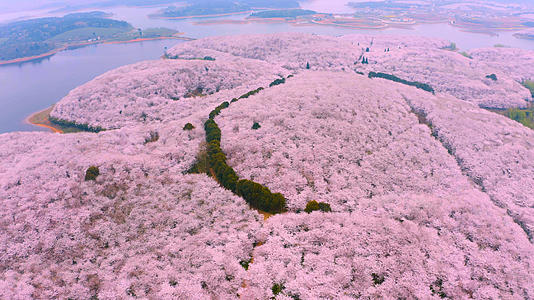 航拍4k樱花园花海视频的预览图