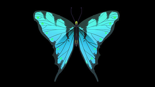 蝴蝶动画元素带透明通道视频的预览图