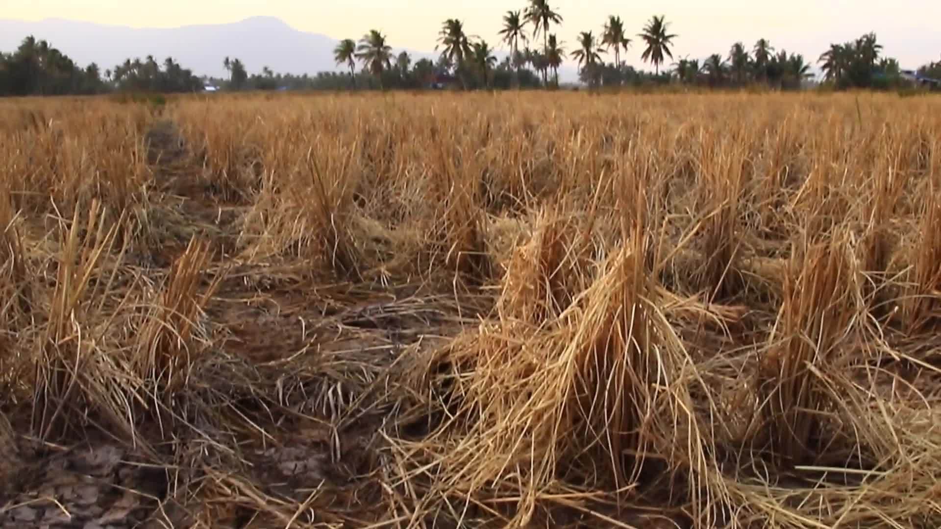 稻田在长期干旱季节肆虐视频的预览图