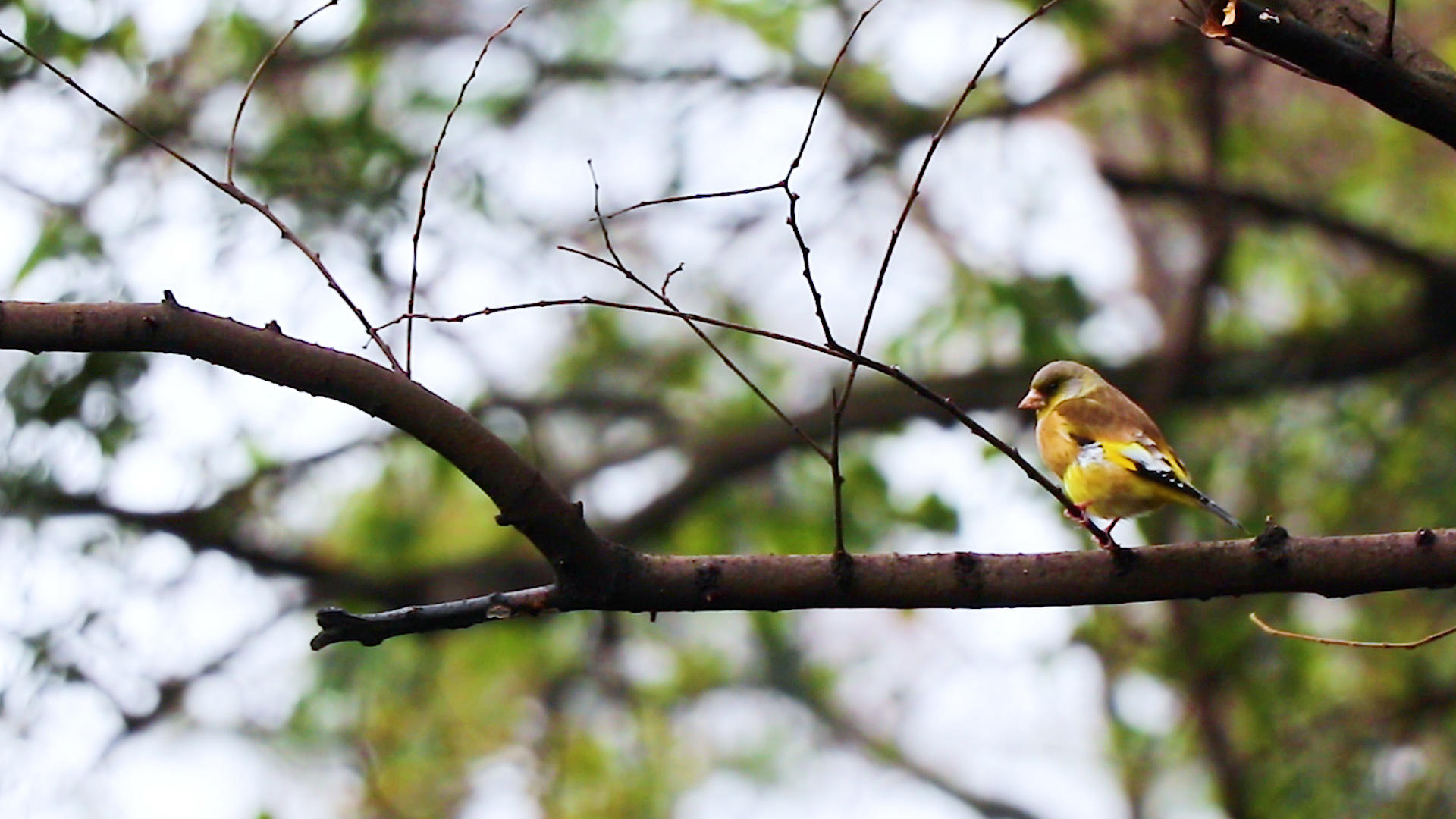 4K美丽的黄胸鹀鸟视频的预览图