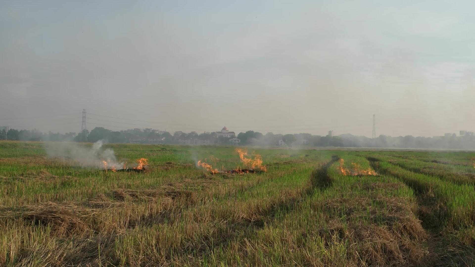 露天在稻田里燃烧视频的预览图