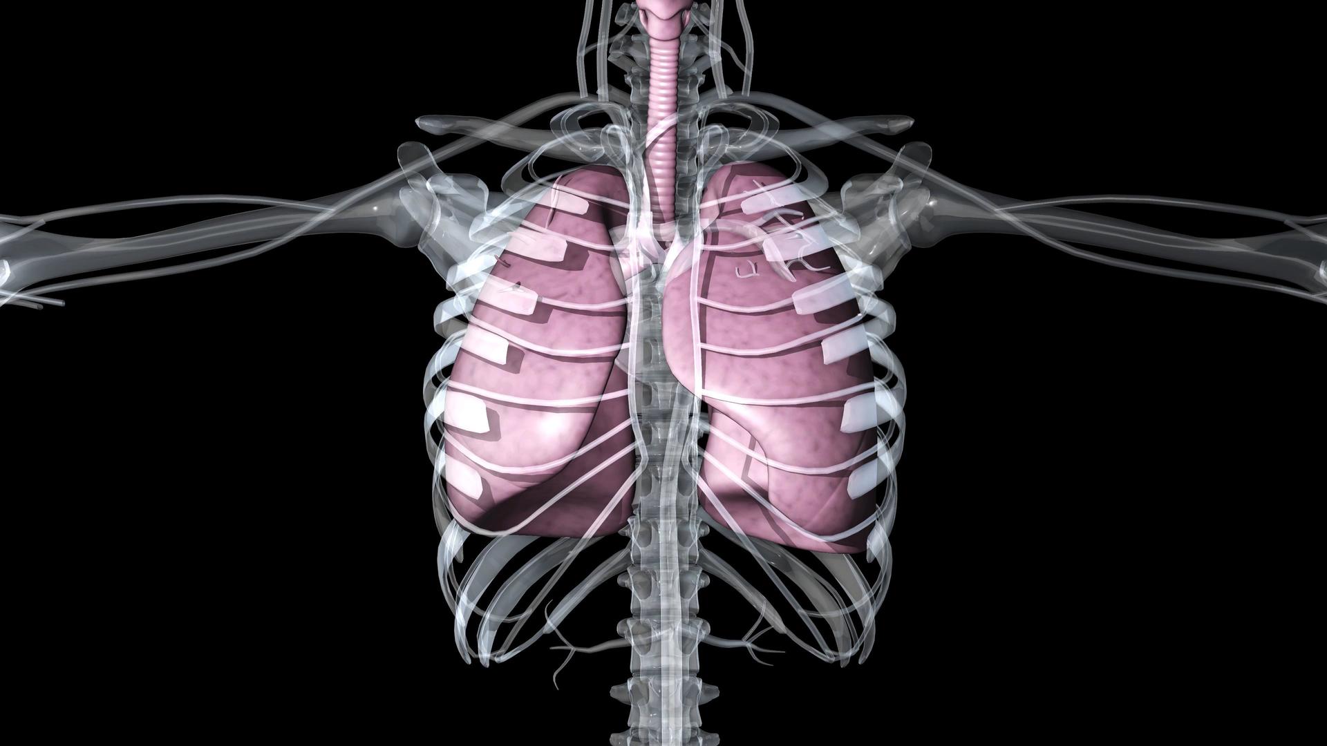 4K透明通道肺部素材视频的预览图