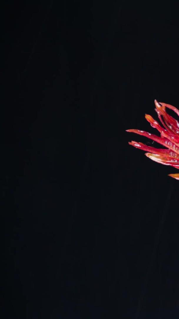 香椿春季蔬菜香椿芽新鲜视频的预览图