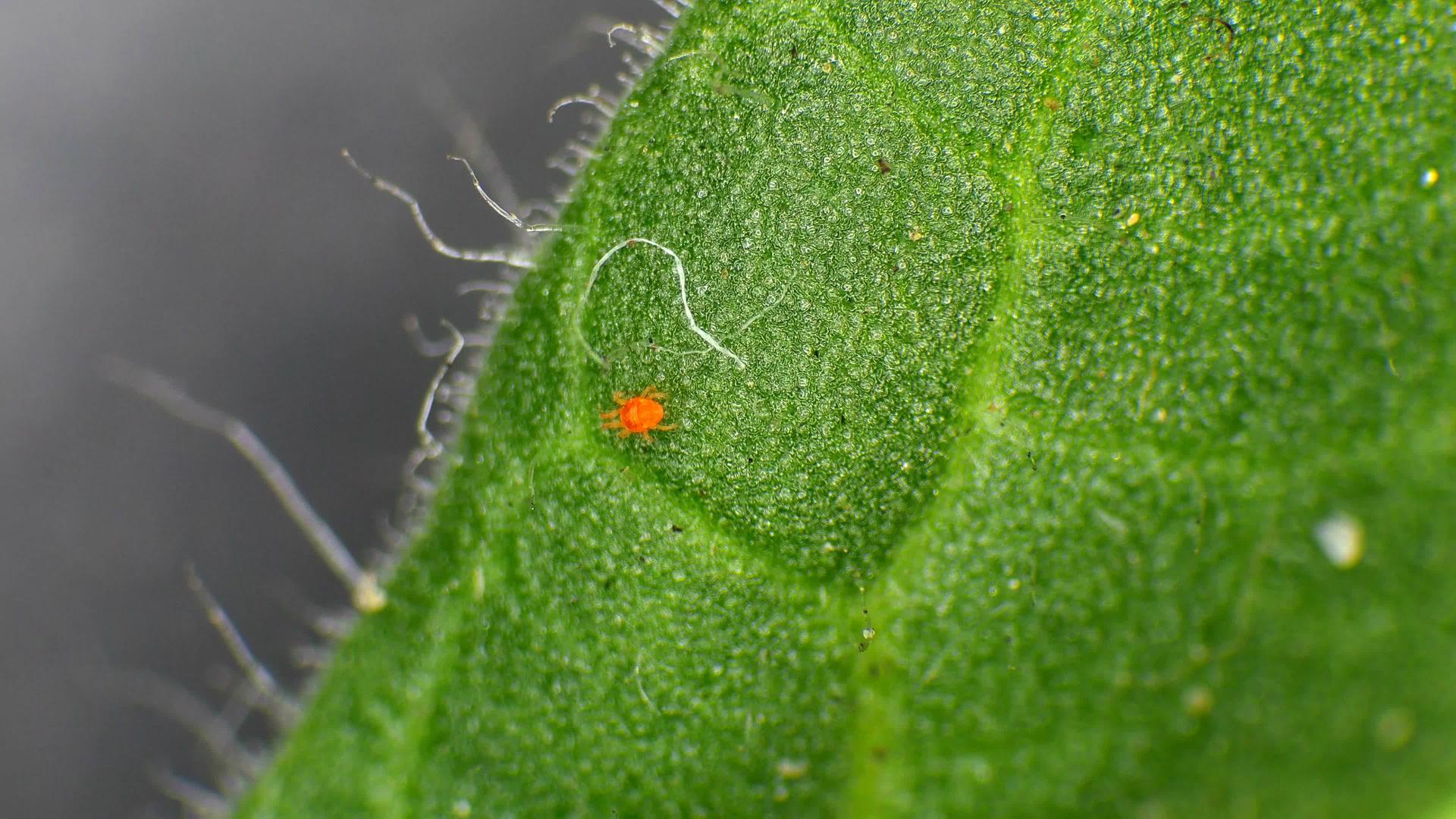 绿叶上的小红昆虫微距视频视频的预览图