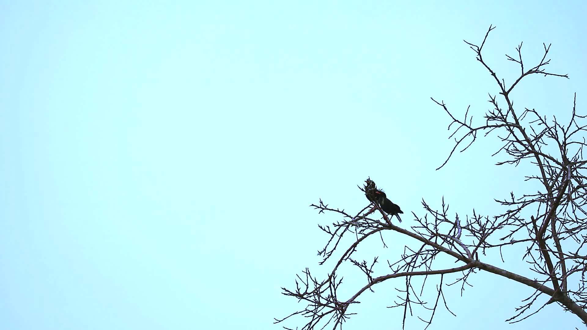 鸟儿在干枝树上视频的预览图