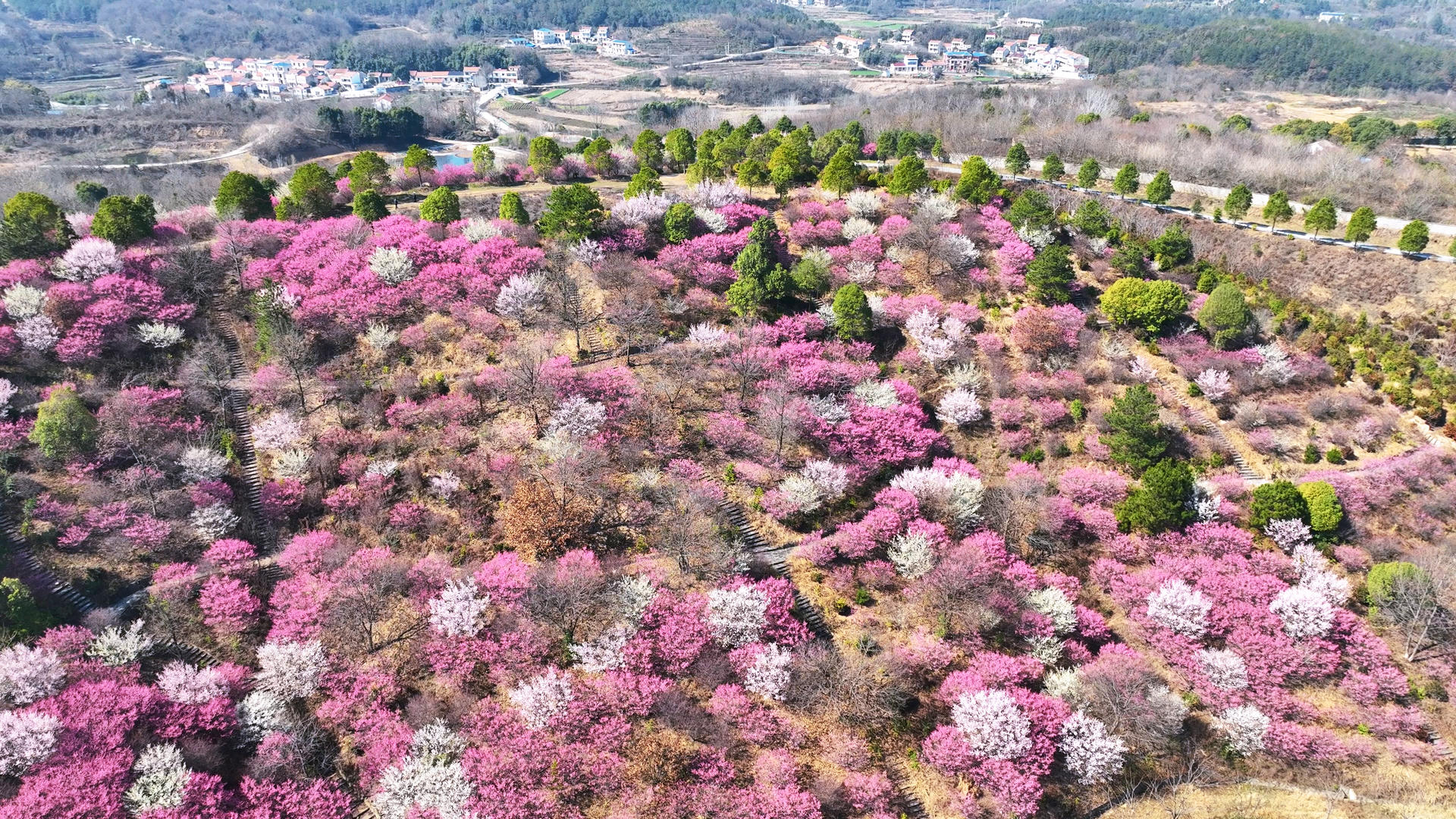 春季武汉旅游木兰云雾山盛开的红杜鹃花海4k素材视频的预览图