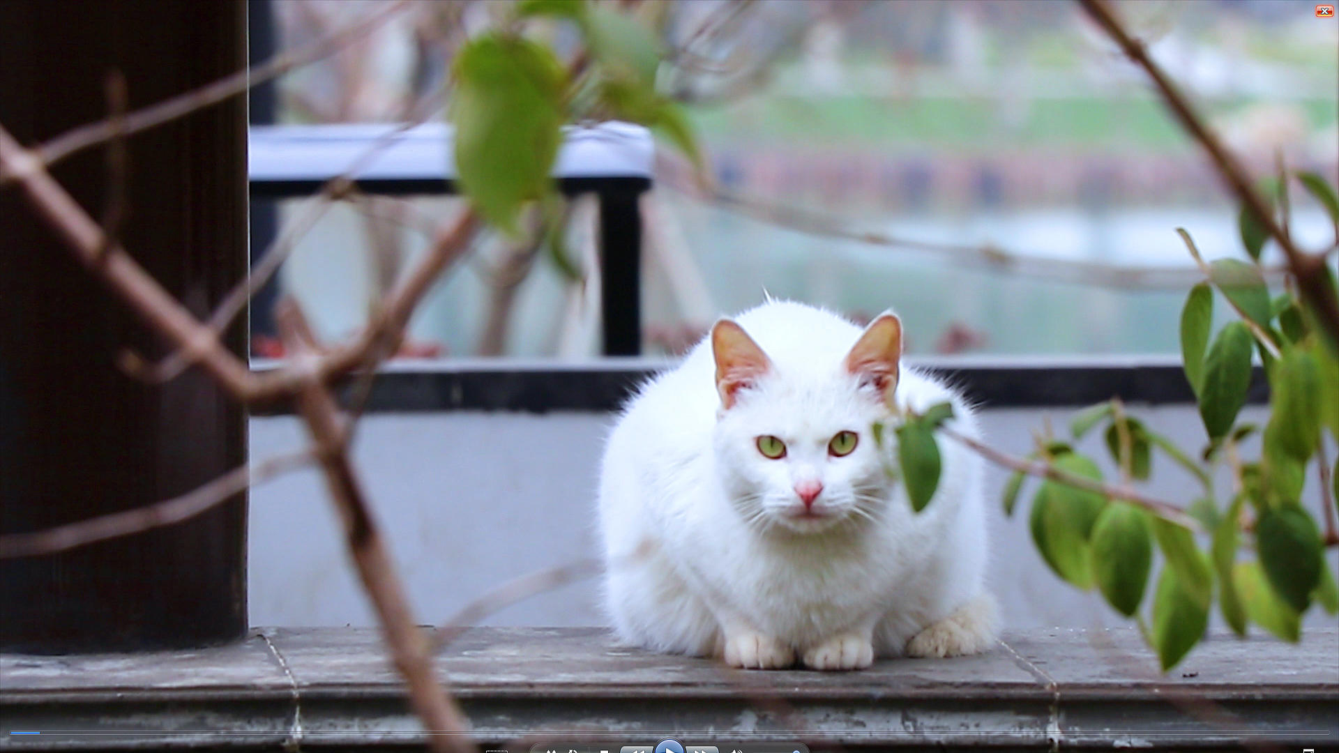 4K公园里的白猫视频的预览图