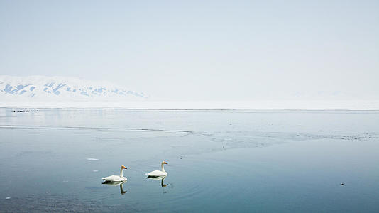新疆5A景区赛里木湖天鹅视频的预览图