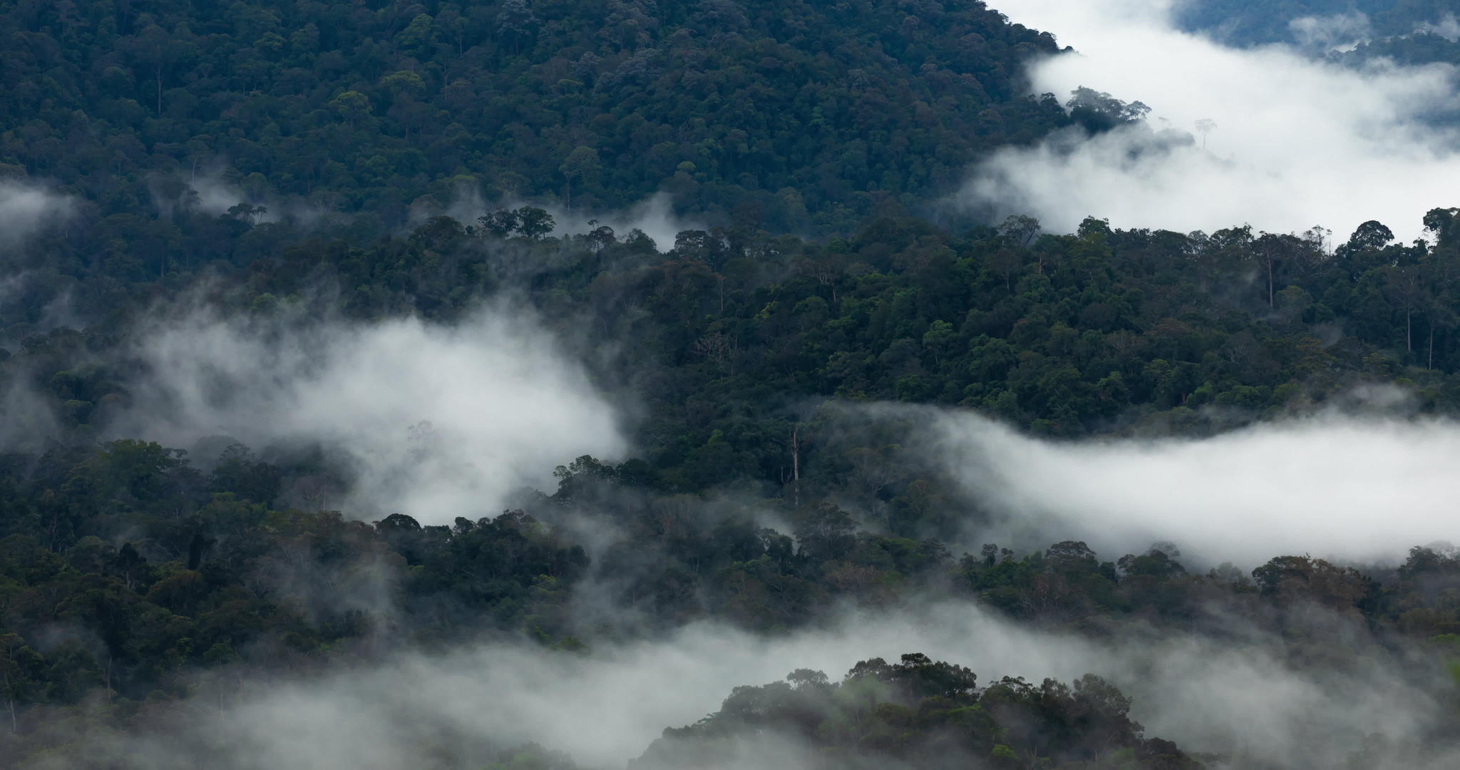 塔曼马来西亚世界上最古老的热带雨林·奈加拉视频的预览图