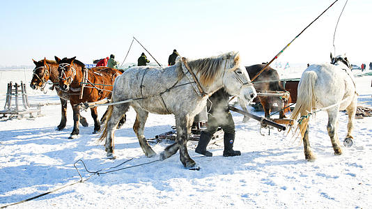 冬季吉林松原查干湖冬捕活动马儿视频的预览图