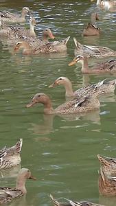 养殖厂水面的鸭子群视频的预览图