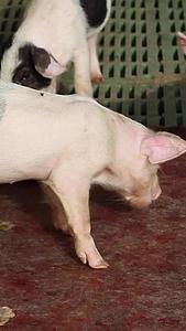 养猪场里的小猪视频的预览图