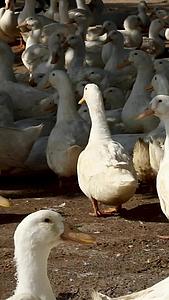 养殖工厂里成群的白鸭子视频的预览图