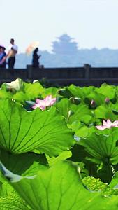 杭州西湖荷花视频的预览图