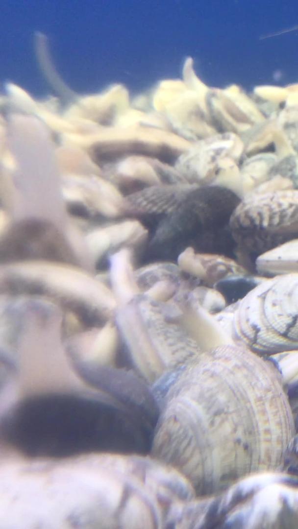 海鲜蟹季节视频的预览图