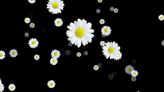 白色花朵菊花冲屏带通道4k视频的预览图