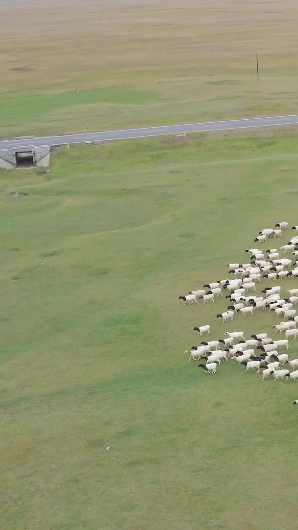 航拍合集新疆巴音布鲁克草原羊群视频的预览图