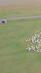 航拍合集新疆巴音布鲁克草原羊群视频的预览图