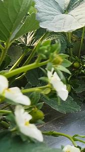 牛奶草莓种植园视频的预览图