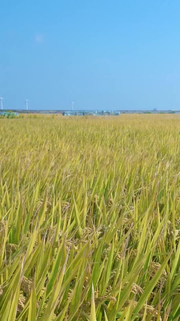 风吹动的水稻田视频的预览图