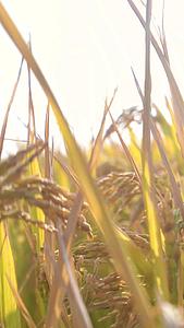阳光下的水稻田视频的预览图