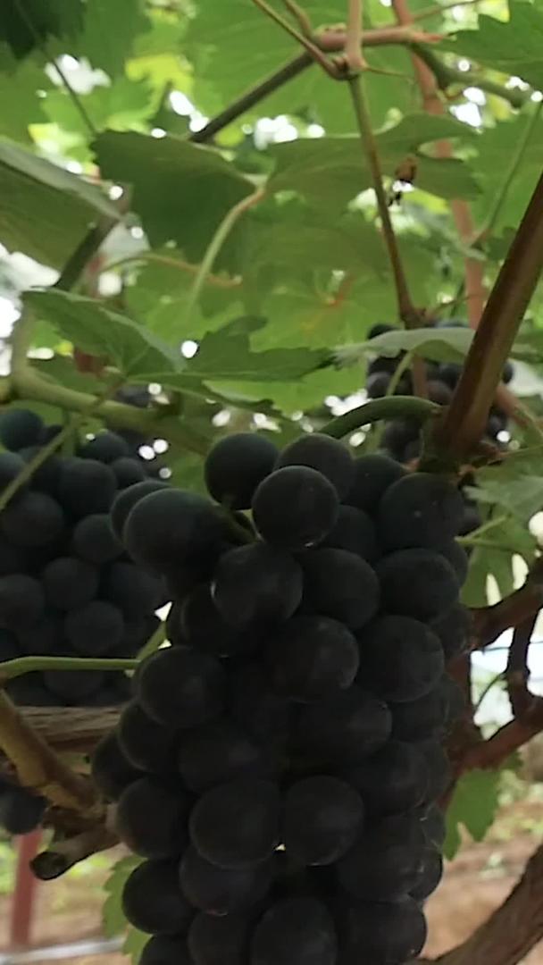 成熟的葡萄园视频的预览图