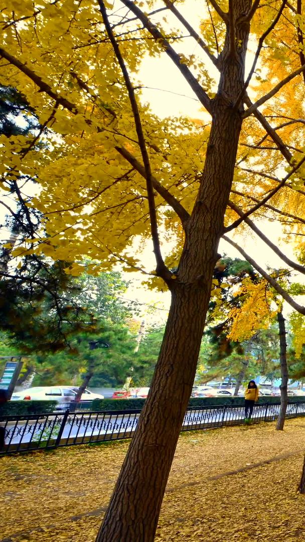 北京钓鱼台银杏大道之秋色视频的预览图