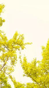 秋天的银杏树mp41080P视频素材