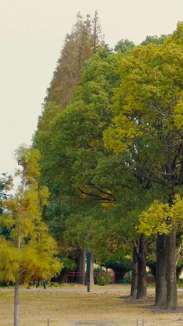 秋季的树视频的预览图
