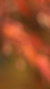 红色的枫叶视频的预览图