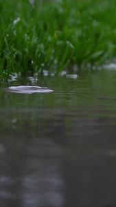 雨水雨滴特写升格视频的预览图