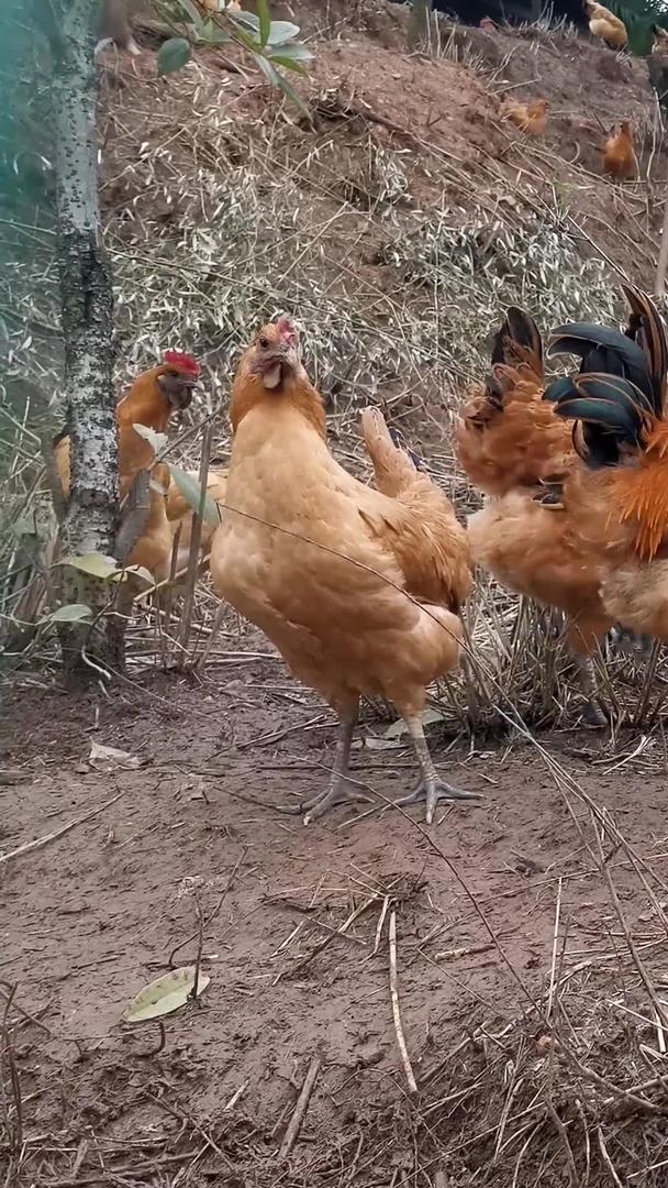 农村散养鸡视频的预览图