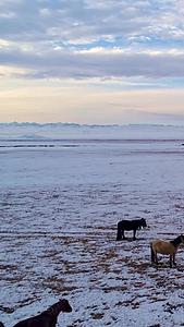 马儿在冬天的草原上飞驰视频的预览图