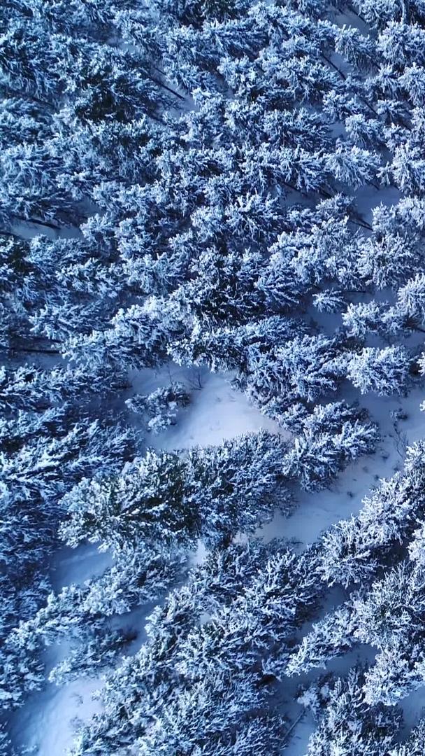 冬季雪景云杉树垂直航拍视频的预览图
